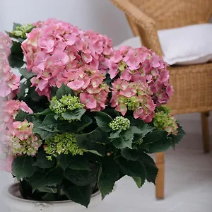 https://la-casa-di-aneti.hotelitalianriviera.com